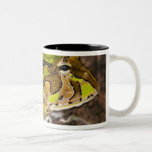 Brasilianischer Hornfrosch, Ceratophrys cornuta, E Zweifarbige Tasse