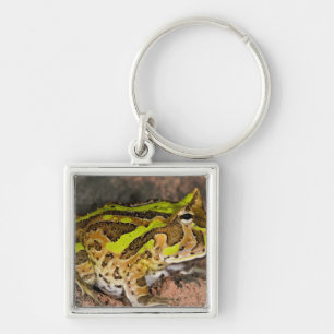 Brasilianischer Hornfrosch, Ceratophrys cornuta, I Schlüsselanhänger