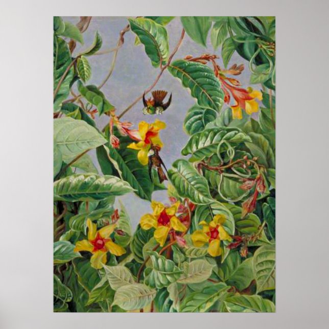 Brasilianischer Klettertraum und Humming Vögel Poster (Vorne)