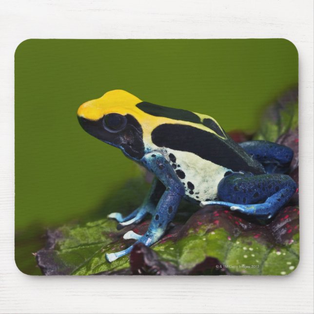 Brasilianischer Kobalt-Pfeil-Frosch, Dendrobates Mousepad (Vorne)