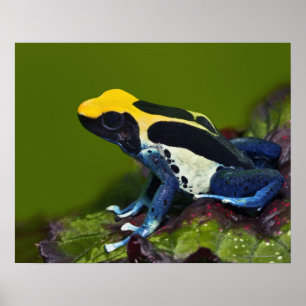 Brasilianischer Kobalt-Pfeil-Frosch, Dendrobates Poster