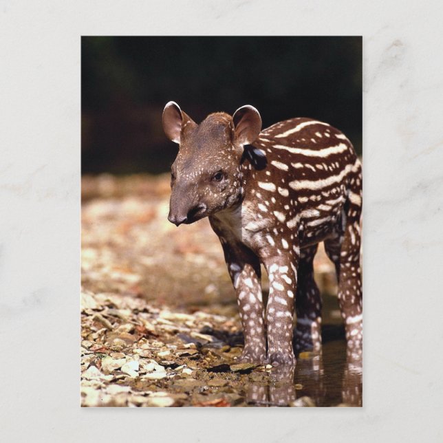 Brasilianischer Tapir, junges Kalb am Fluss Postkarte (Vorderseite)