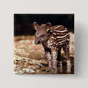 Brasilianischer Tapir, junges Kalb neben Fluss Button