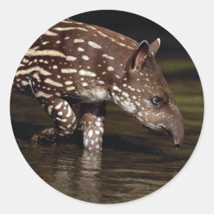 Brasilianischer Tapir, junges Kalb neben Fluss Runder Aufkleber