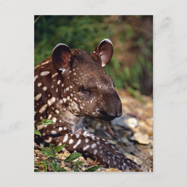 brasilianischer Tapir, Jungkalb Postkarte (Vorderseite)