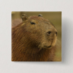 Brasilien, Pantanal, Matto Grosso. Capybara Button