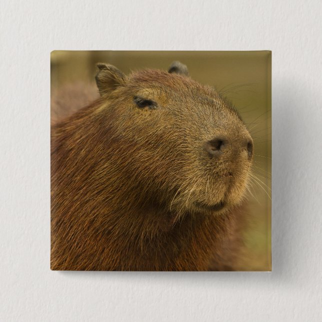 Brasilien, Pantanal, Matto Grosso. Capybara Button (Vorderseite)