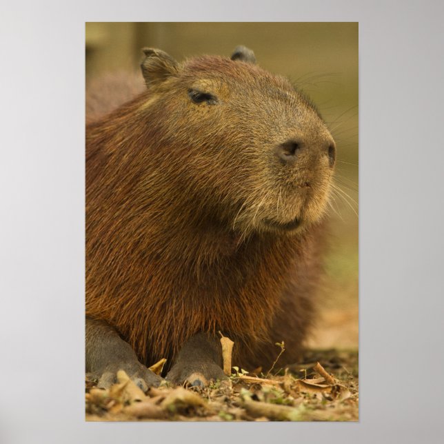 Brasilien, Pantanal, Matto Grosso. Capybara Poster (Vorne)