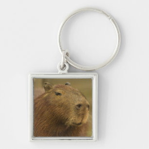 Brasilien, Pantanal, Matto Grosso. Capybara Schlüsselanhänger