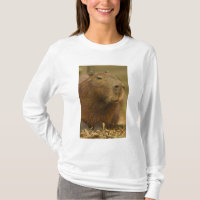 Brasilien, Pantanal, Matto Grosso. Capybara