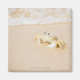 Brasilien, Rio de Janeiro, Buzios, Crab Magnet
