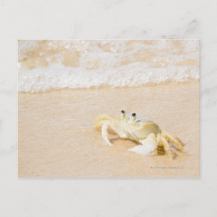 Brasilien, Rio de Janeiro, Buzios, Crab Postkarte