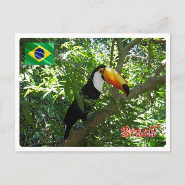 Brasilien - Toco Toucan - Postkarte (Vorderseite)