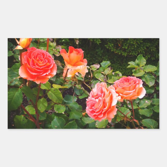 Brass Band Rose #1 rechteckige Aufkleber (Vorderseite)