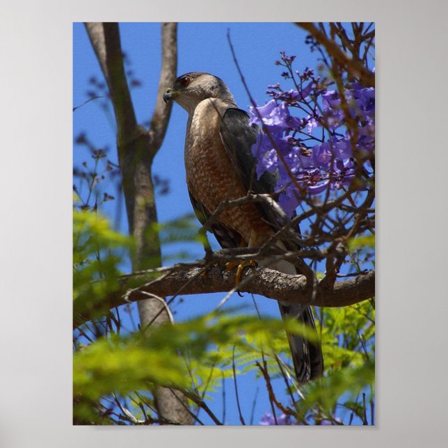 Bratpfanne Poster (Vorne)