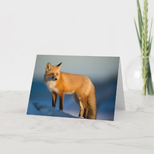 Braun Fox Grußkarte Karte