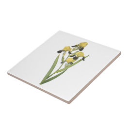 braun-geblühte Iris (Iris squalens) durch Redouté Fliese