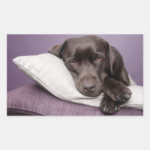 Braun / Schwarz Labrador Retriever Hund Aufkleber