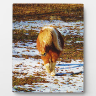 Braun und cremefarbenes Miniaturpferd im Schnee. Fotoplatte