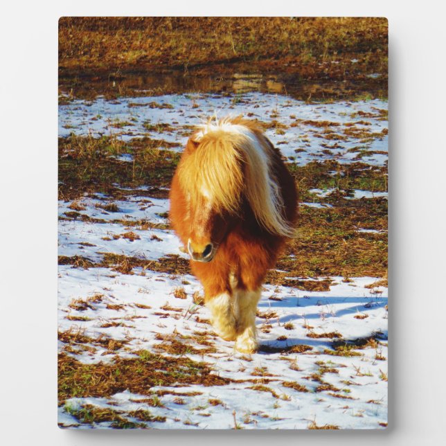 Braun und cremefarbenes Miniaturpferd im Schnee. Fotoplatte (Vorderseite)