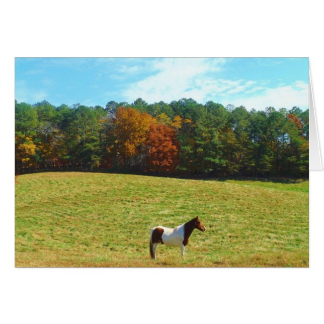 Braun- und Weißpferd, Herbstbäume, blauer Himmel (Vorderseite (Horizontal))