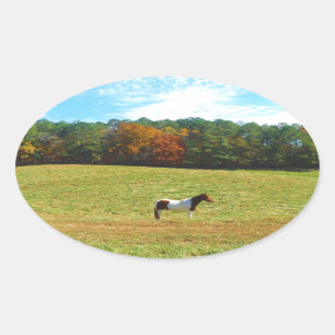 Braun- und Weißpferd, Herbstbäume, blauer Himmel Ovaler Aufkleber
