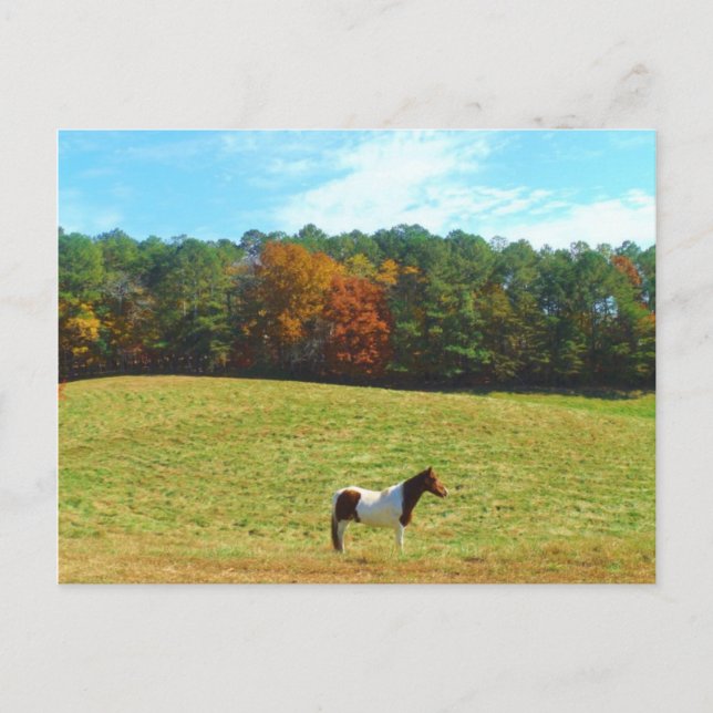 Braun- und Weißpferd, Herbstbäume, blauer Himmel Postkarte (Vorderseite)