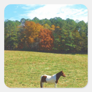 Braun- und Weißpferd, Herbstbäume, blauer Himmel Quadratischer Aufkleber