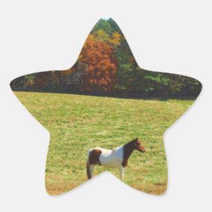 Braun- und Weißpferd, Herbstbäume, blauer Himmel Stern-Aufkleber