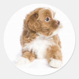 Braun-weißer Havanese-Welpen-Hund-Aufkleber Runder Aufkleber