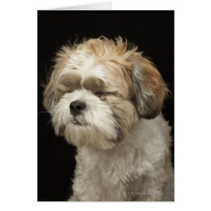 Braun-weißer Shih Tzu mit geschlossenen Augen