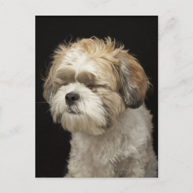 Braun-weißer Shih Tzu mit geschlossenen Augen Postkarte (Vorderseite)
