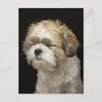 Braun-weißer Shih Tzu mit geschlossenen Augen