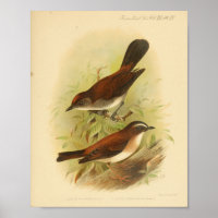 Braun-weißer Vintage-Vogeldruck