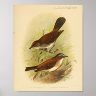 Braun-weißer Vintage-Vogeldruck Poster