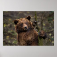 Braunbär alle Paare und Klauen