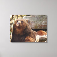 Braunbär auf der Leinwand des Zoos