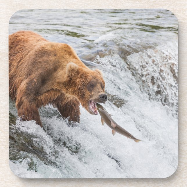 Braunbär fängt roten Lachs Getränkeuntersetzer (Vorderseite)