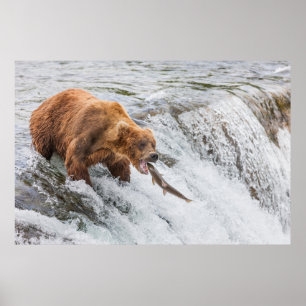 Braunbär fängt roten Lachs Poster