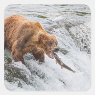Braunbär fängt roten Lachs Quadratischer Aufkleber