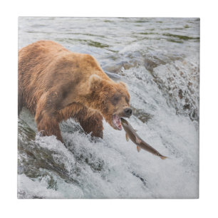 Braunbär fängt Rotlachs Fliese
