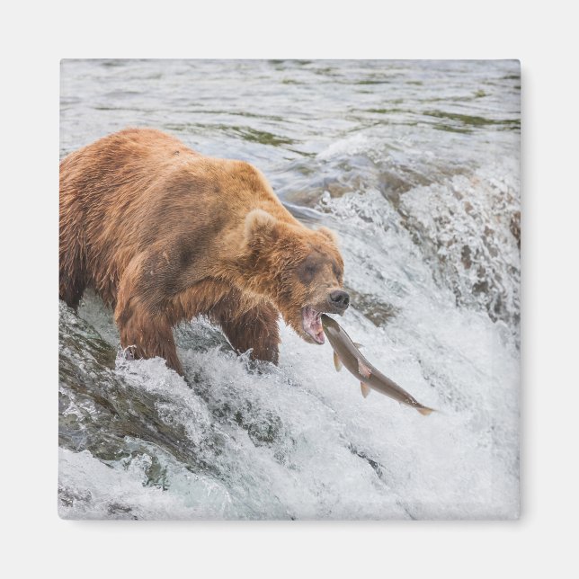 Braunbär fängt Rotlachs Magnet (Vorne)