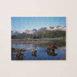Braunbär, Grizzlybär, Bache und Junge in