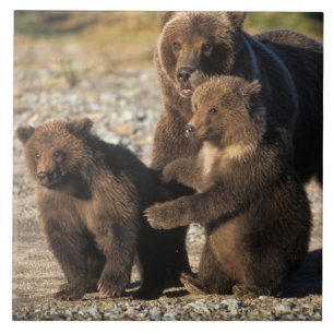 Braunbär, Grizzlybär, Bärin mit Jungen an der Küst Fliese