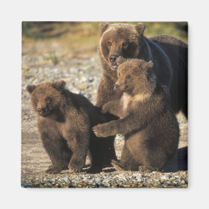 Braunbär, Grizzlybär, Bärin mit Jungen an der Küst Magnet