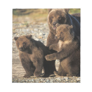 Braunbär, Grizzlybär, Bärin mit Jungen an der Küst Notizblock