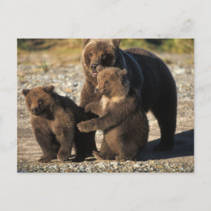 Braunbär, Grizzlybär, Bärin mit Jungen an der Küst Postkarte