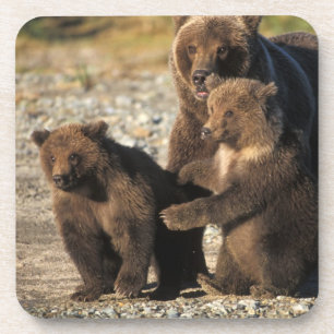 Braunbär, Grizzlybär, Bärin mit Jungen an der Küst Untersetzer