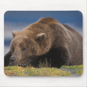 Braunbär, Grizzlybär, beim Nickerchen, Katmai Mousepad
