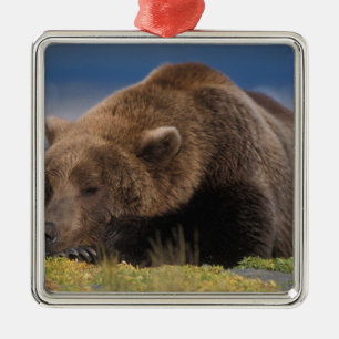 Braunbär, Grizzlybär, beim Nickerchen, Katmai Ornament Aus Metall